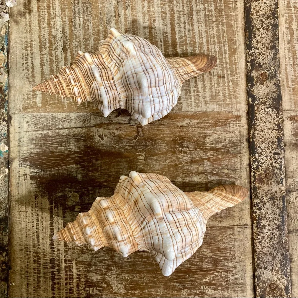 2 Seashells Cream / Light Orange / Brown Neutral Decor Beach Shell Nautical